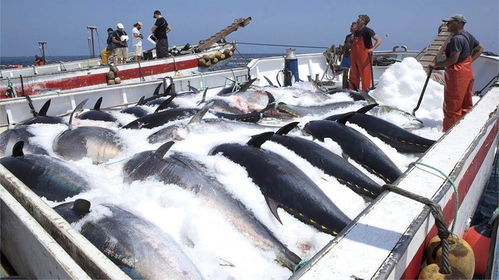国外远洋捕捞金枪鱼群,日捕量在上百万斤数不清的金枪鱼,脑袋懵